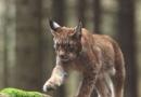 Mengapa anda bermimpi tentang seekor lynx Mengapa anda bermimpi tentang seekor lynx kecil di pelukan anda