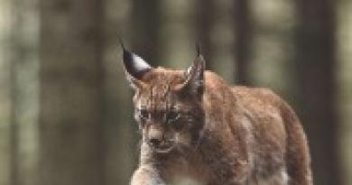 Mengapa anda bermimpi tentang seekor lynx Mengapa anda bermimpi tentang seekor lynx kecil di pelukan anda